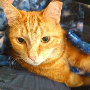 Bundle Posting for letlovewin